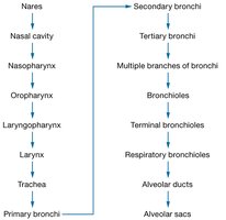 Respiratory pathway from nares to alveolar sacs