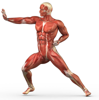 Human muscular system in action pose