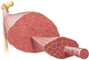 Muscle structure showing fascicles and connective tissue layers