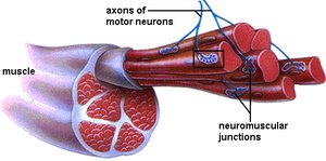 Muscle fiber showing T tubules