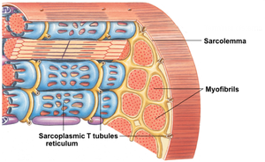 Muscle fiber showing T tubules and myofibrils
