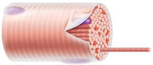 Muscle fiber showing sarcomeres and myofilaments