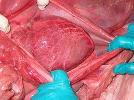 Heart muscle (cardiac muscle) in dissection