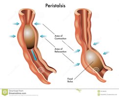 Diagram of peristalsis in the esophagus
