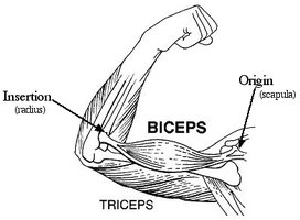 Diagram of biceps muscle showing origin and insertion