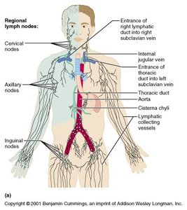 Diagram of the lymphatic system and major lymph nodes