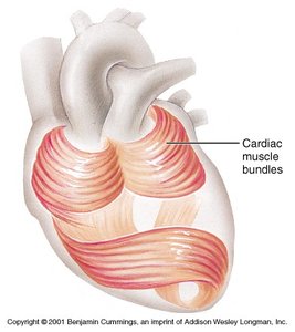 Cardiac muscle bundles in the heart