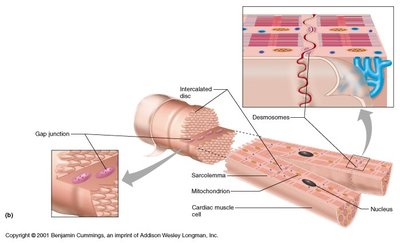 Structure of cardiac muscle cells with intercalated discs