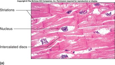 Histological image of cardiac muscle showing striations and intercalated discs