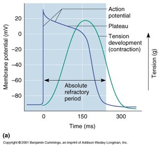 Graph of cardiac action potential and tension development