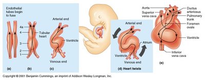 Stages of embryonic heart development
