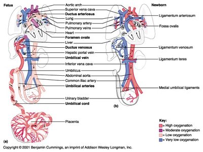 Diagram of fetal and newborn circulation