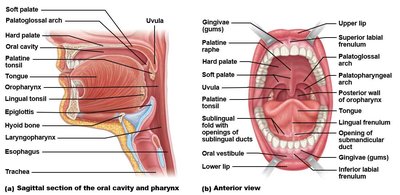 Sagittal and anterior views of the oral cavity and pharynx
