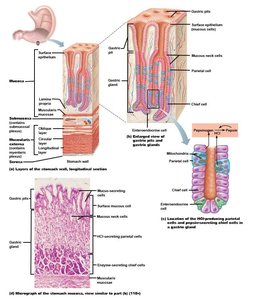 Histological structure of the stomach wall and glands