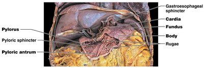 Dissection showing rugae and stomach regions