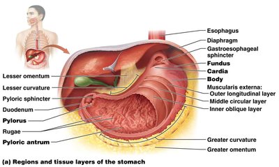 Regions and tissue layers of the stomach