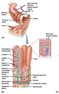 Structure of the small intestine showing villi and microvilli