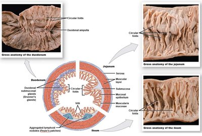 Gross and cross-sectional anatomy of the duodenum, jejunum, and ileum
