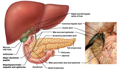 Liver, pancreas, and duodenum showing ducts and ampulla