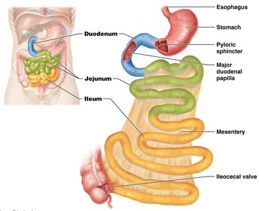 Diagram of the small intestine showing duodenum, jejunum, and ileum