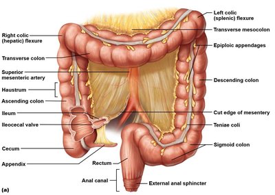 Gross anatomy of the large intestine showing cecum and appendix