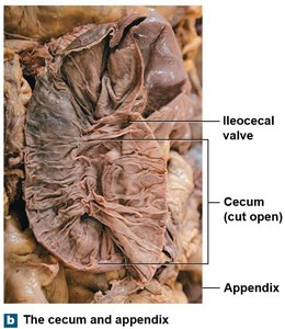 Dissection of the cecum and appendix