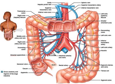 Anatomy of the large intestine showing regions and features
