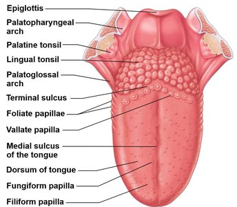 Anatomy of the tongue showing papillae and other landmarks