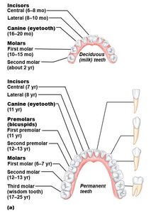 Dental eruption times and types of teeth