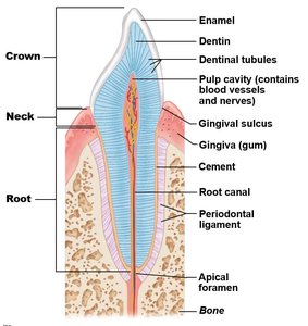 Longitudinal section of a tooth showing enamel, dentin, pulp, and supporting structures