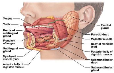 Lateral view of the head showing major salivary glands and ducts