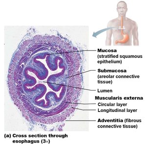 Cross section of the esophagus showing tissue layers