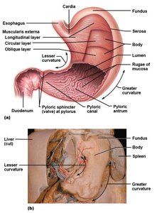 Anatomy of the stomach showing regions and curvatures