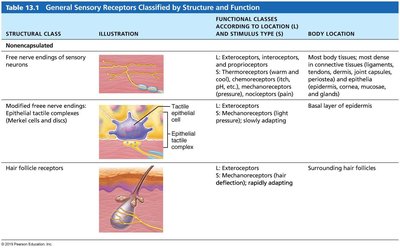 General Sensory Receptors Table 13.1