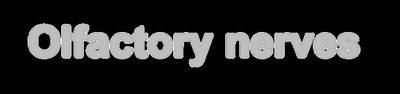 Olfactory nerve pathway illustration