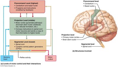 Levels of motor control and their interactions