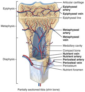 Blood supply of bone