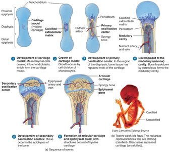 Endochondral ossification sequence