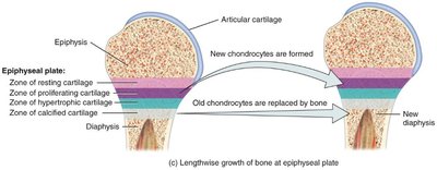Epiphyseal plate zones