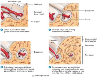 Appositional growth of bone