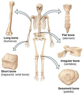 Types of bones in the skeleton