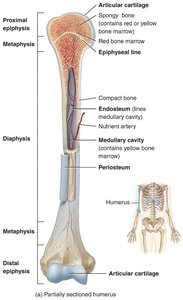 Structure of a long bone