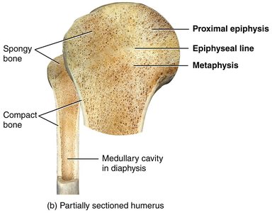 Compact and spongy bone structure
