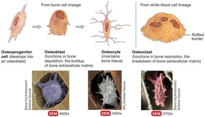 Bone cells: osteoprogenitor, osteoblast, osteocyte, osteoclast