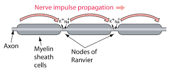 Nerve impulse propagation