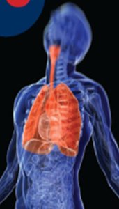 Transparent view of human respiratory system highlighting lungs and airways