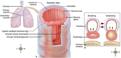 Cross-section and posterior view of the trachea with cartilage rings