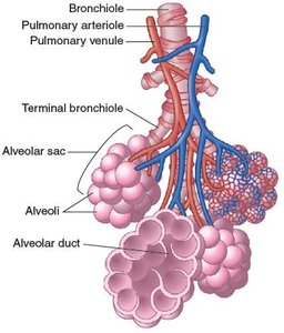 Detailed structure of alveoli and respiratory membrane