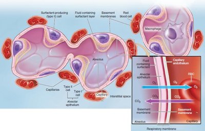 Lung lobes and bronchial tree