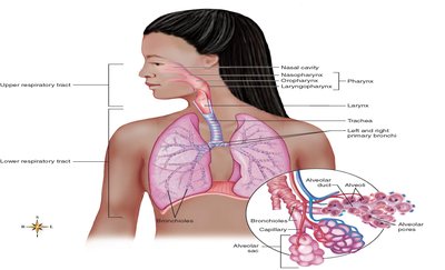Diagram of upper and lower respiratory tracts with labeled structures